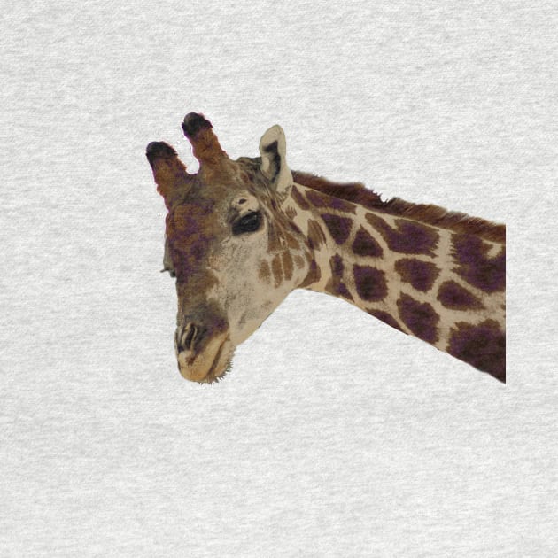 Zoo Animal Giraffe Portrait by oknoki